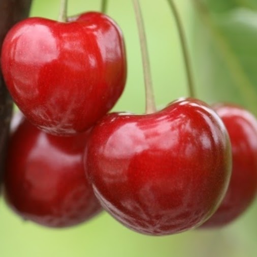 GartenBaumschule Lux - Produktion, Handel & Büro Logo