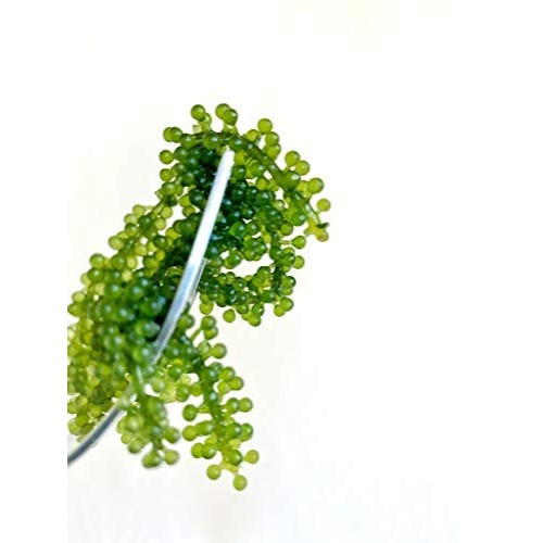 Kichi Fusion Kitchen (KAGI Bar) | Bremen Logo